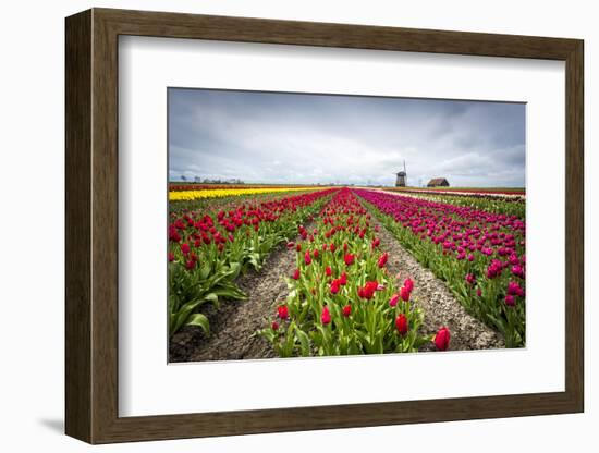 Windmills and tulip fields full of flowers in the Netherlands-Francesco Riccardo Iacomino-Framed Photographic Print
