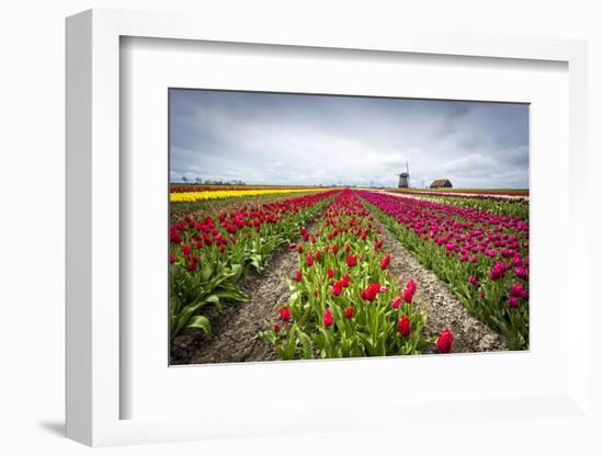 Windmills and tulip fields full of flowers in the Netherlands-Francesco Riccardo Iacomino-Framed Photographic Print