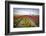 Windmills and tulip fields full of flowers in the Netherlands-Francesco Riccardo Iacomino-Framed Photographic Print