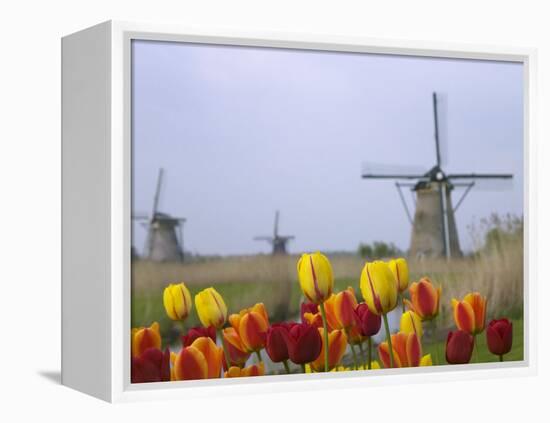 Windmills and Tulips Along the Canal in Kinderdijk, Netherlands-Keren Su-Framed Premier Image Canvas