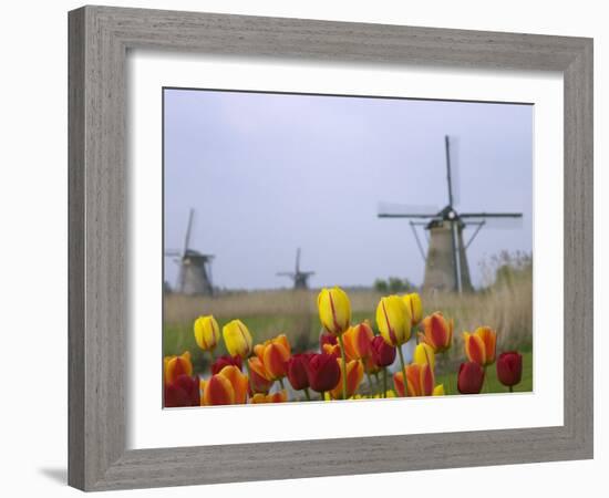 Windmills and Tulips Along the Canal in Kinderdijk, Netherlands-Keren Su-Framed Photographic Print