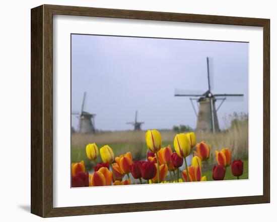 Windmills and Tulips Along the Canal in Kinderdijk, Netherlands-Keren Su-Framed Photographic Print