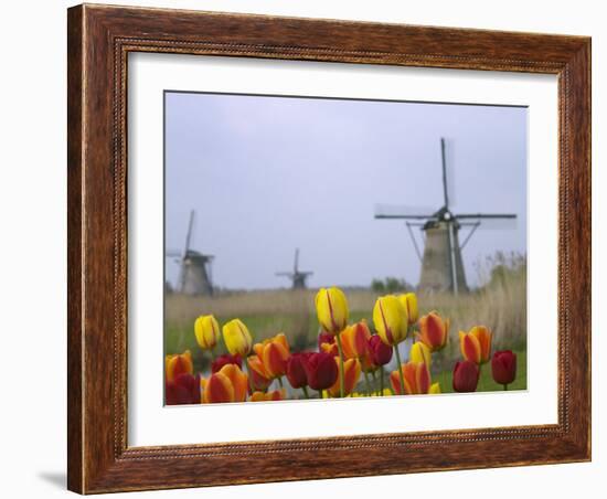 Windmills and Tulips Along the Canal in Kinderdijk, Netherlands-Keren Su-Framed Photographic Print