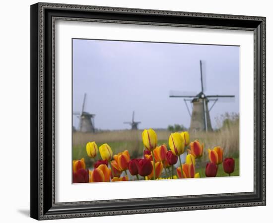 Windmills and Tulips Along the Canal in Kinderdijk, Netherlands-Keren Su-Framed Photographic Print