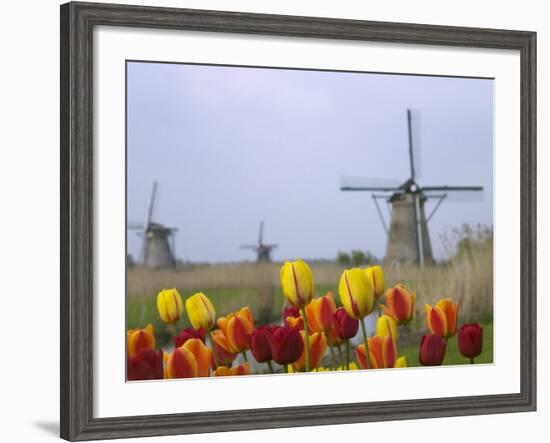 Windmills and Tulips Along the Canal in Kinderdijk, Netherlands-Keren Su-Framed Photographic Print