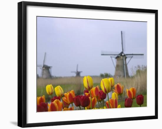 Windmills and Tulips Along the Canal in Kinderdijk, Netherlands-Keren Su-Framed Photographic Print