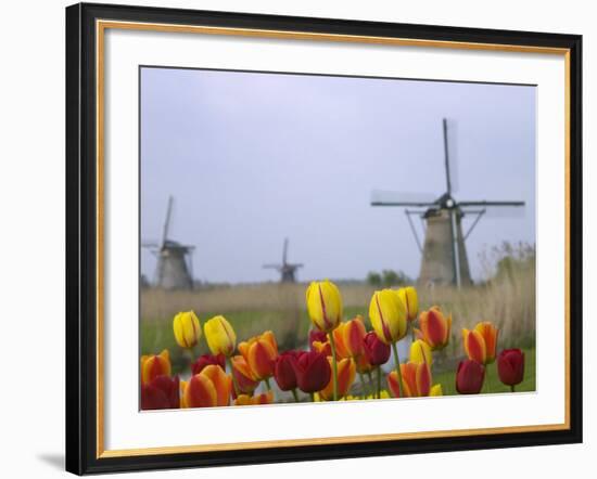 Windmills and Tulips Along the Canal in Kinderdijk, Netherlands-Keren Su-Framed Photographic Print