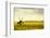 Windmills in a Field in the Netherlands, One Old and One New-Sheila Haddad-Framed Photographic Print