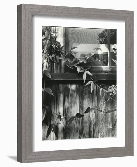 Window and Vines, 1952-Brett Weston-Framed Photographic Print