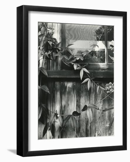 Window and Vines, 1952-Brett Weston-Framed Photographic Print