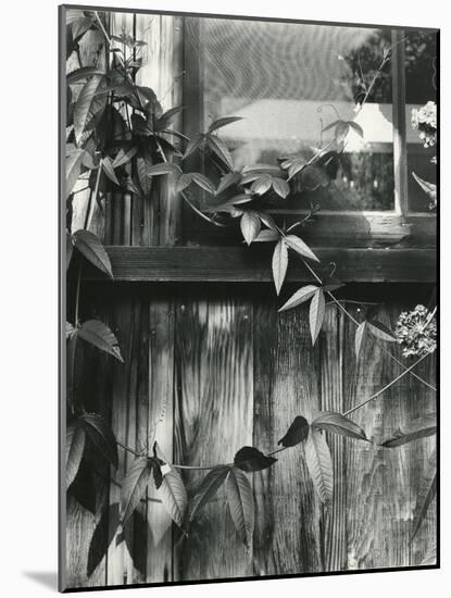 Window and Vines, 1952-Brett Weston-Mounted Photographic Print