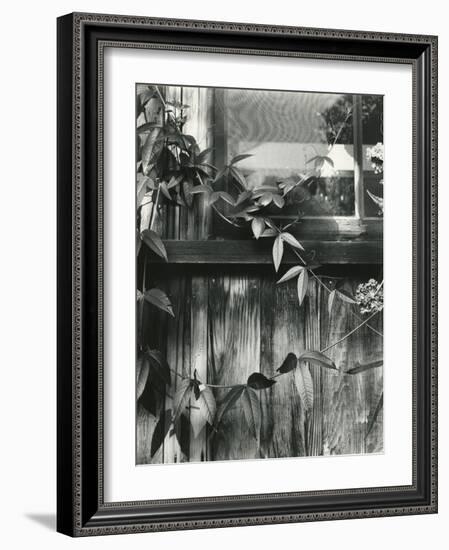 Window and Vines, 1952-Brett Weston-Framed Photographic Print