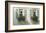 Window Boxes-Zhen-Huan Lu-Framed Giclee Print