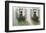 Window Boxes-Zhen-Huan Lu-Framed Art Print