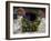 Window Dressing-Michael Blanchette Photography-Framed Photographic Print