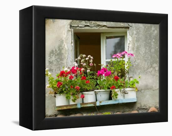 Window in Old Town, Istria, Croatia-Russell Young-Framed Premier Image Canvas