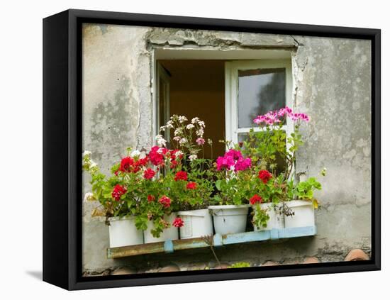 Window in Old Town, Istria, Croatia-Russell Young-Framed Premier Image Canvas