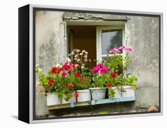 Window in Old Town, Istria, Croatia-Russell Young-Framed Premier Image Canvas