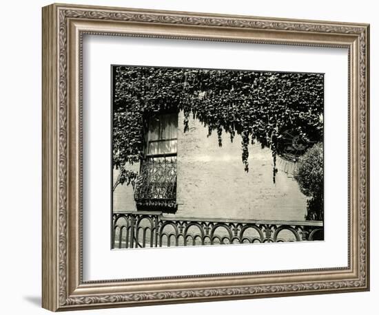 Window, Ivy On Wall, New York, 1945-Brett Weston-Framed Photographic Print