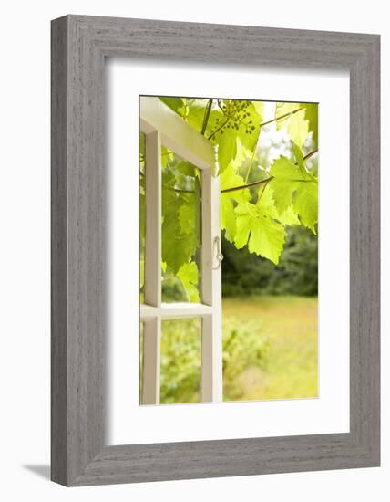 Window, Open, Garden-Nora Frei-Framed Photographic Print