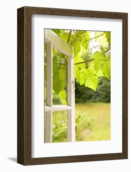 Window, Open, Garden-Nora Frei-Framed Photographic Print