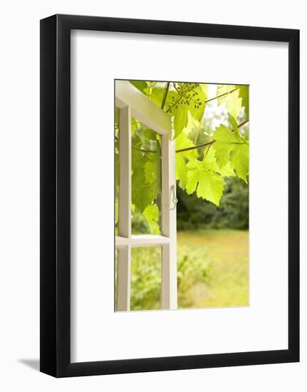 Window, Open, Garden-Nora Frei-Framed Photographic Print