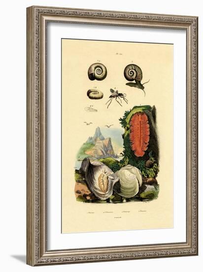 Window Pane Shell, 1833-39-null-Framed Giclee Print