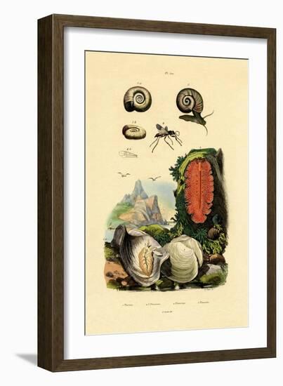 Window Pane Shell, 1833-39-null-Framed Giclee Print