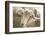 Window Rock, Arizona, USA. Navajo Nation. Portrait of sheep.-Julien McRoberts-Framed Photographic Print