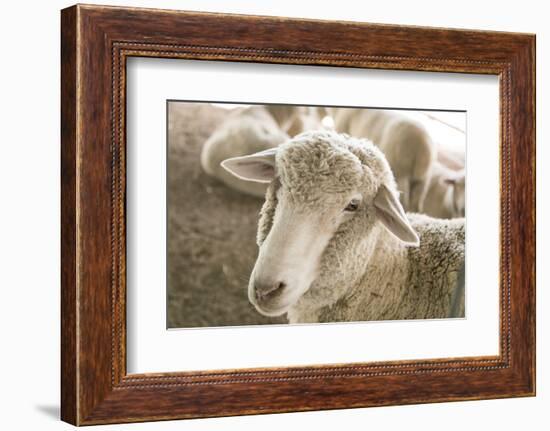 Window Rock, Arizona, USA. Navajo Nation. Portrait of sheep.-Julien McRoberts-Framed Photographic Print