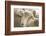 Window Rock, Arizona, USA. Navajo Nation. Portrait of sheep.-Julien McRoberts-Framed Photographic Print