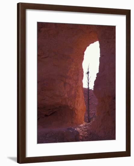 Window View with Tree from Peek-a-Boo Trail, Bryce Canyon National Park, Utah, USA-Jamie & Judy Wild-Framed Photographic Print