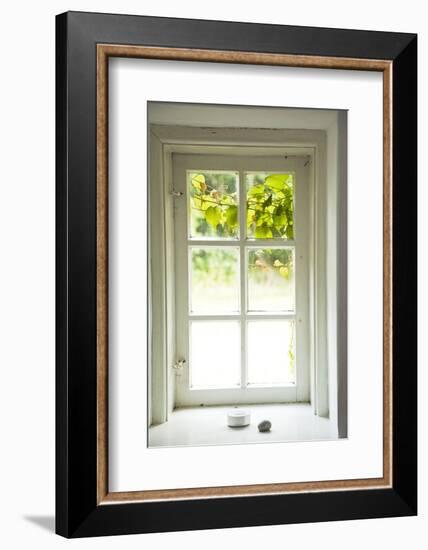 Window, Vine Leaves, Transom Window, Plants-Nora Frei-Framed Photographic Print