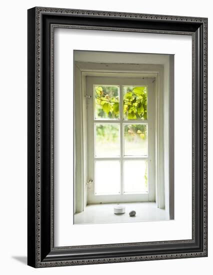 Window, Vine Leaves, Transom Window, Plants-Nora Frei-Framed Photographic Print