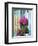 Window With Flowers, France, Europe-Guy Thouvenin-Framed Photographic Print