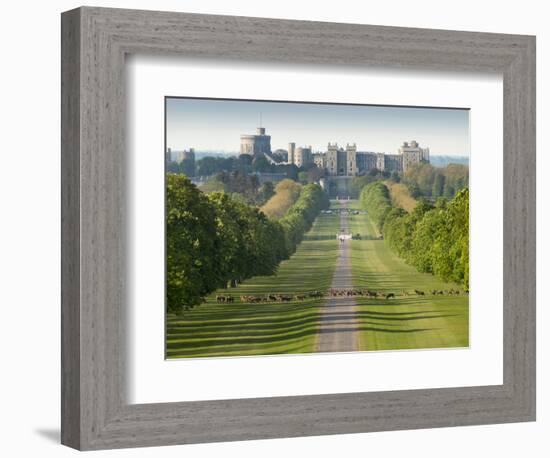 Windsor Castle, Berkshire, is seen with deer in the foreground on Long Walk-Charles Bowman-Framed Photographic Print