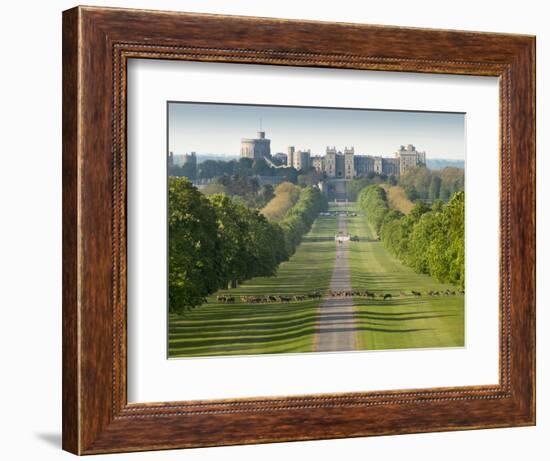 Windsor Castle, Berkshire, is seen with deer in the foreground on Long Walk-Charles Bowman-Framed Photographic Print