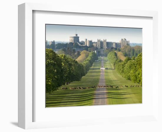 Windsor Castle, Berkshire, is seen with deer in the foreground on Long Walk-Charles Bowman-Framed Photographic Print