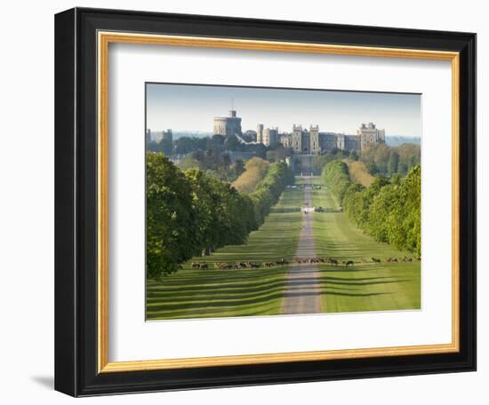 Windsor Castle, Berkshire, is seen with deer in the foreground on Long Walk-Charles Bowman-Framed Photographic Print