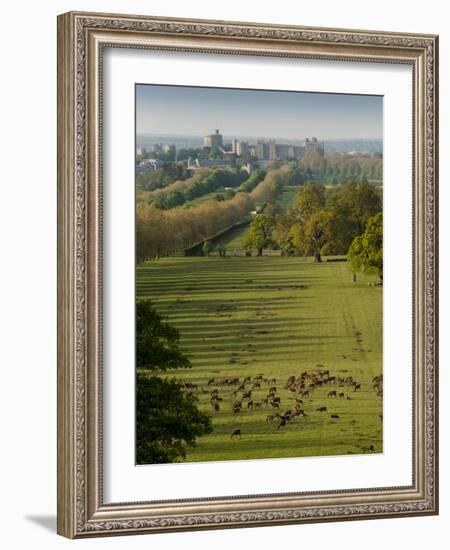 Windsor Castle, Berkshire, is seen with deer in the foreground-Charles Bowman-Framed Photographic Print