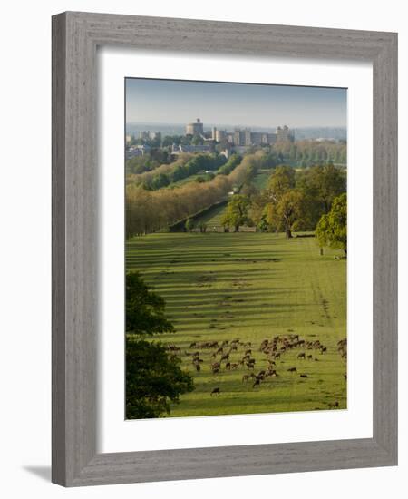 Windsor Castle, Berkshire, is seen with deer in the foreground-Charles Bowman-Framed Photographic Print