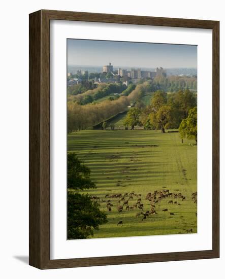 Windsor Castle, Berkshire, is seen with deer in the foreground-Charles Bowman-Framed Photographic Print