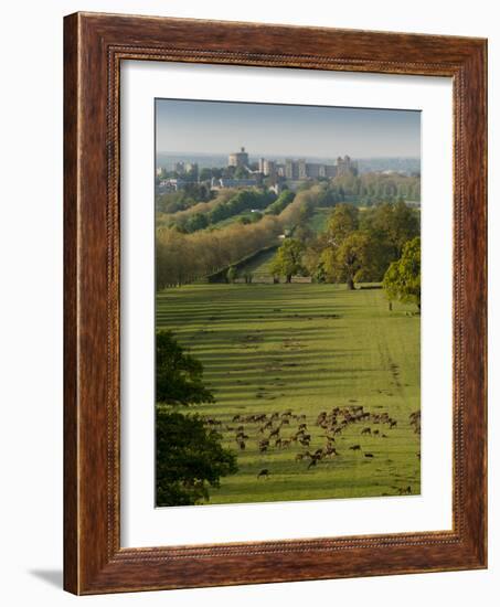 Windsor Castle, Berkshire, is seen with deer in the foreground-Charles Bowman-Framed Photographic Print