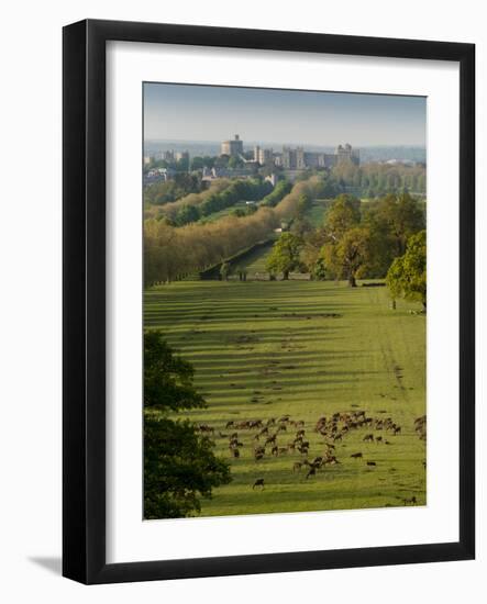 Windsor Castle, Berkshire, is seen with deer in the foreground-Charles Bowman-Framed Photographic Print