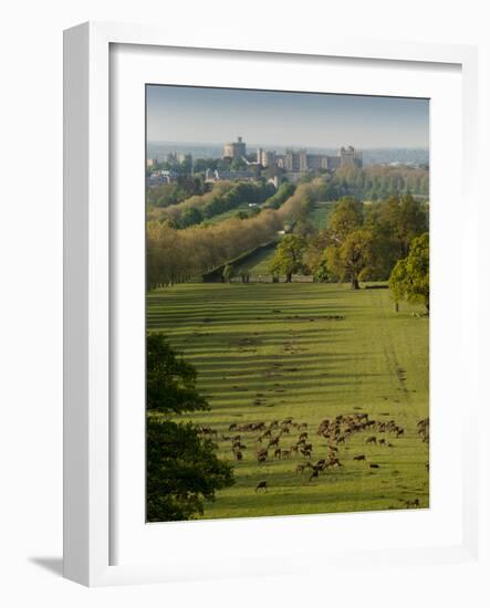 Windsor Castle, Berkshire, is seen with deer in the foreground-Charles Bowman-Framed Photographic Print