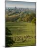Windsor Castle, Berkshire, is seen with deer in the foreground-Charles Bowman-Mounted Photographic Print