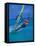 Windsurfer, Aruba, Caribbean-Robin Hill-Framed Premier Image Canvas