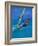 Windsurfer, Aruba, Caribbean-Robin Hill-Framed Photographic Print