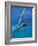 Windsurfer, Aruba, Caribbean-Robin Hill-Framed Photographic Print