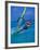 Windsurfer, Aruba, Caribbean-Robin Hill-Framed Photographic Print